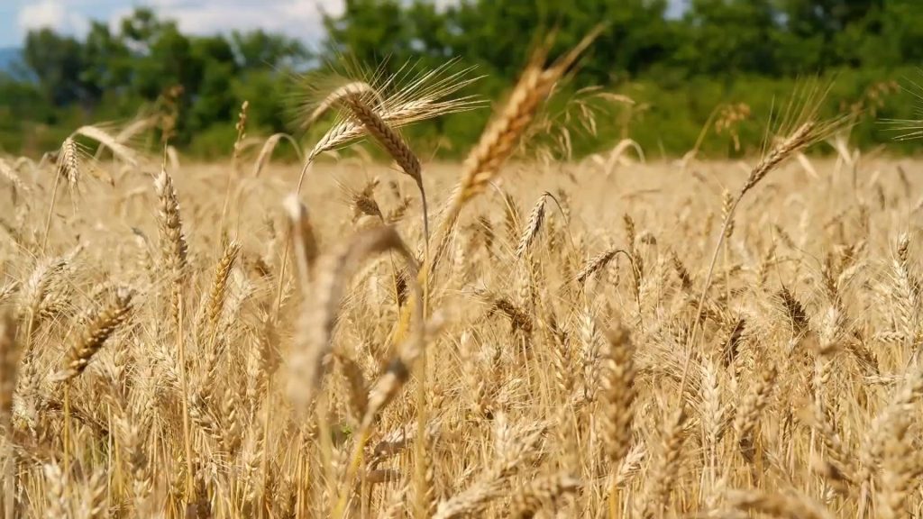Brasil produz em média 30% dos grãos mundiais